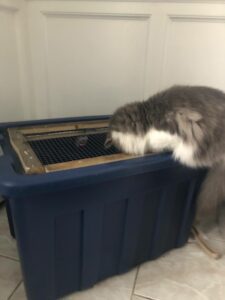 a cat sitting on a box full of chicks